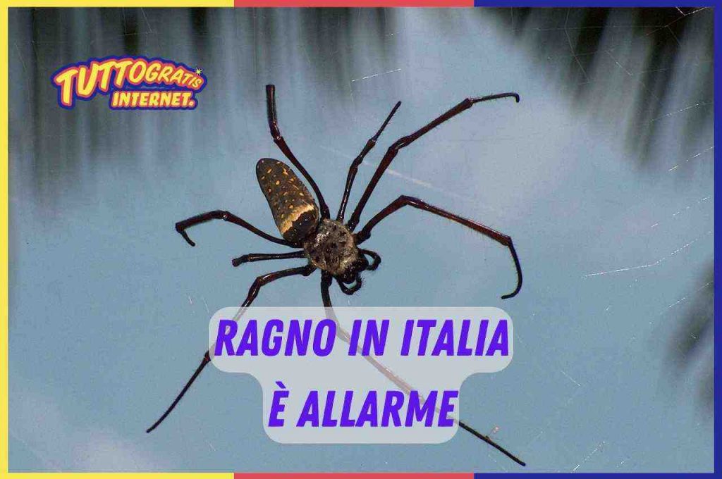 Ragno violino in Italia