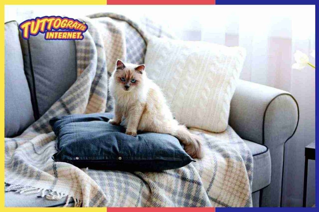 gatti sul divano