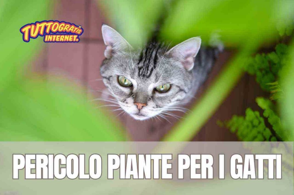 Gatti e piante