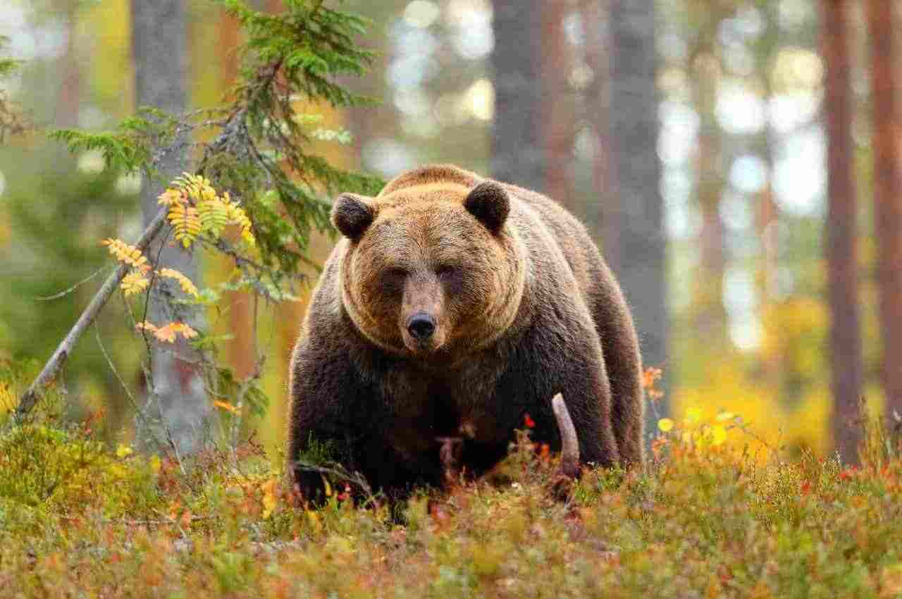 orso come comportarsi regole da seguire