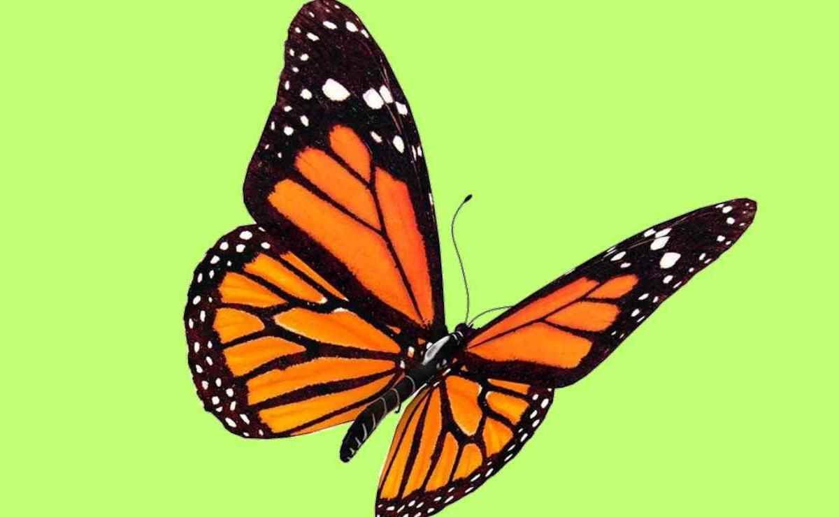 farfalla monarca velenosa