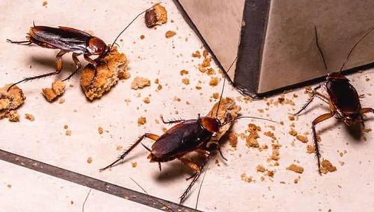 Rimedi per mandare via gli scarafaggi da casa