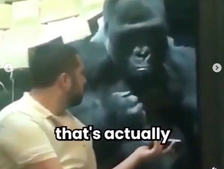 Gorilla appassionato dello smartphone