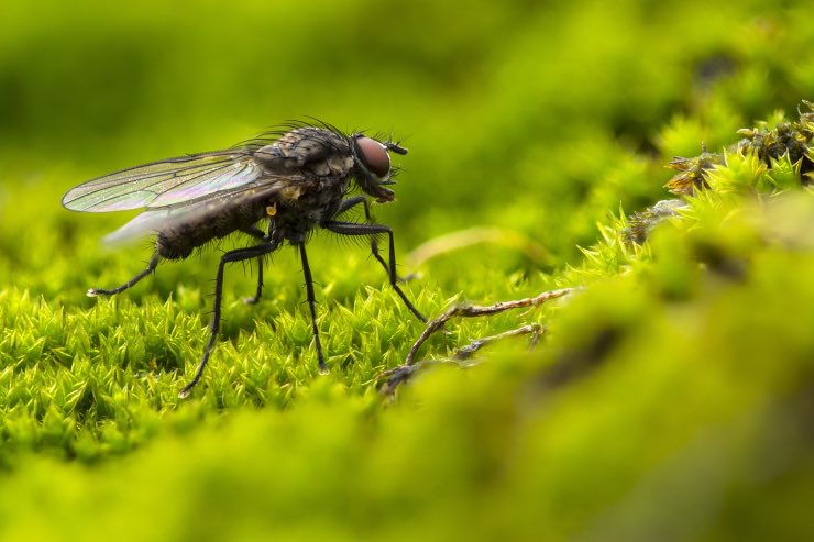Formiche e mosche, come allontanarle dalla tavola quando si mangia all’aperto 